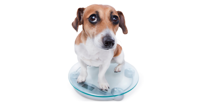 Why is a Dog’s Diet Important?