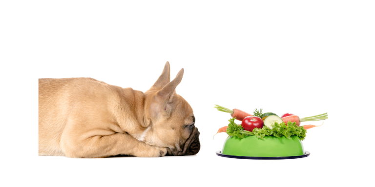 When to Stop Your Dog’s Diet