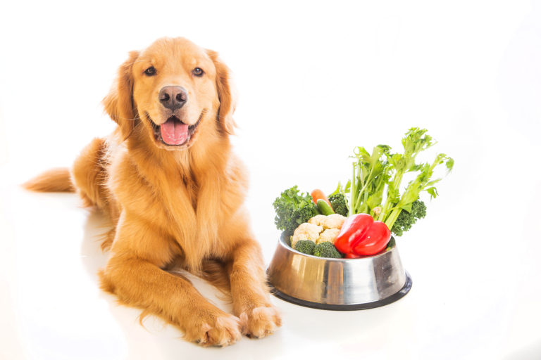 Where to Find the Best Food for a Nutritious Dog Diet