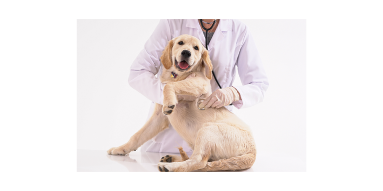 Your Vet: The Perfect Resource to Educate You About Your Dog’s Diet