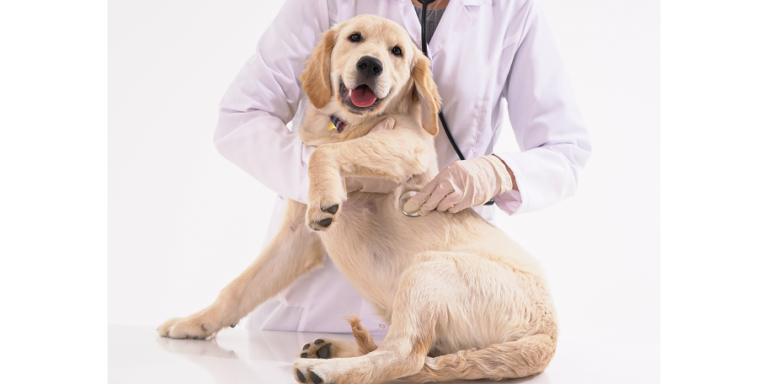 Your Vet: The Perfect Resource to Educate You About Your Dog’s Diet