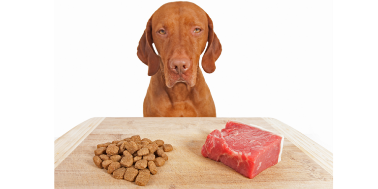 The Healthiest Kind of Dog Food