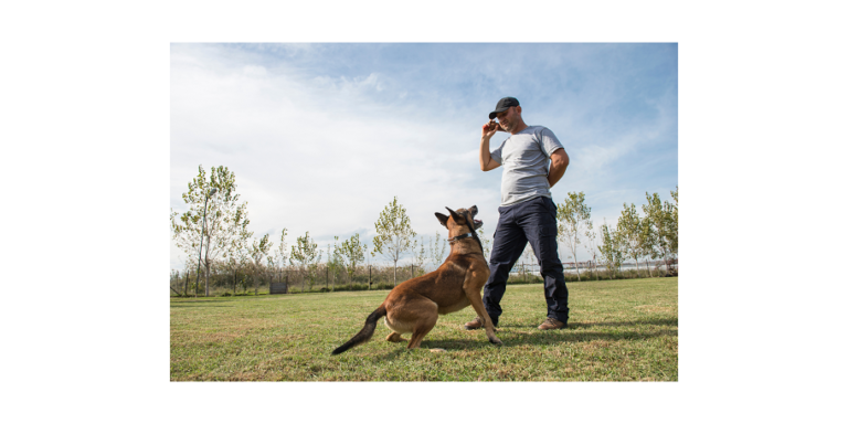 Dog training – the basic commands