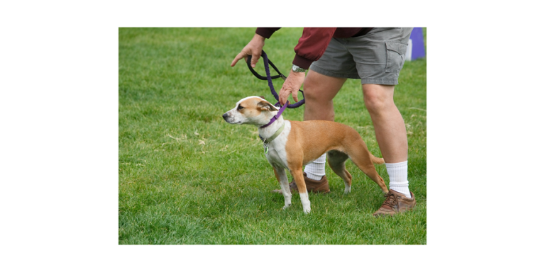 Dog training –training for proper dog behavior