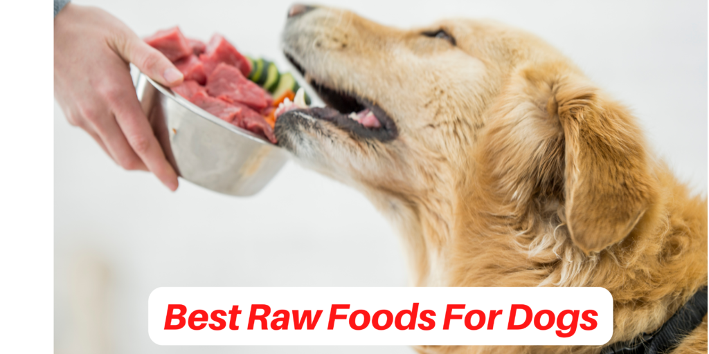Best Raw Foods for Dogs